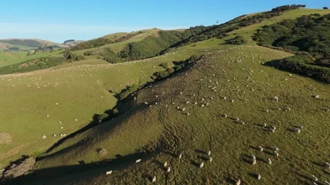 Aerial drone view of large flock of sheep grazing on green hills in New Zealand 스톡 동영상 330949953