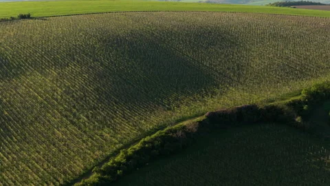 Aerial drone view of a large hillside vineyard with gentle shadow patterns Stock Footage 336612786