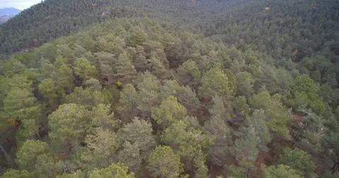 Aerial drone view of large pine forests Stock Photos