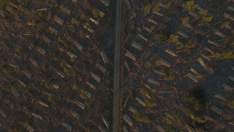 Aerial drone view of large scale deforestation in the rainforest of Borneo Stock Footage 107448915