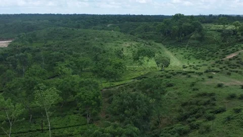 Aerial Drone View of Large Tea Garden Plantation in Lush Green Landscape Stock Footage 314676493
