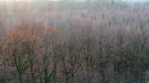 Aerial drone view of a leafless forest filmed from the treetop height at su.. Video stock 259158529