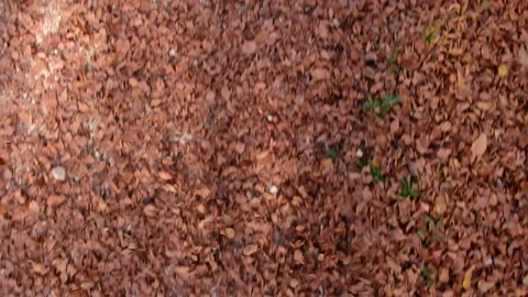 Aerial drone view of leaves falling of the ground, during fall Stock Footage 150883960