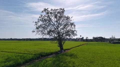 Aerial drone view of lone tree in paddy field at Penaga Video stock 337536321