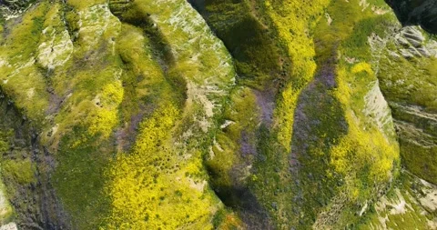 Aerial drone view looking down on hills, mountains, wildflowers Carrizo Plain Stock Footage 239442653