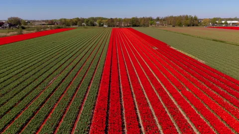 An aerial drone view looking over parallel rows of vibrant red tulip fields. Video stock 336220097