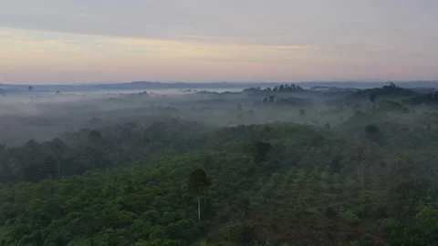 Aerial drone view looking on palm oil plantations in the morning with misty Stock Footage 113140957