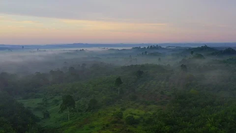 Aerial drone view looking on palm oil plantations in the morning with misty Stock Footage 113141071