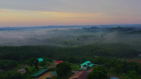 Aerial drone view looking on palm oil plantations in the morning with misty Stock Footage 113142709
