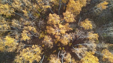 Aerial drone view looking straight down into an autumn colored forest of aspen Stock Footage 275833887