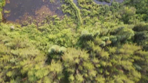 Aerial drone view looking straight down while flying over a green forest while Stock Footage 313544008