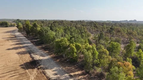 Aerial drone view of a lush green forest Stock Footage 293225593