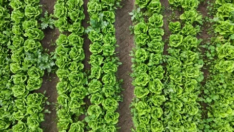 Aerial drone view of a lush green lettuce field Stock Footage 293956997