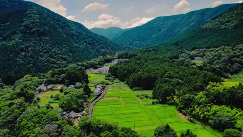 Aerial drone view of lush green rice fields in mountain valley Stock Footage 345122525