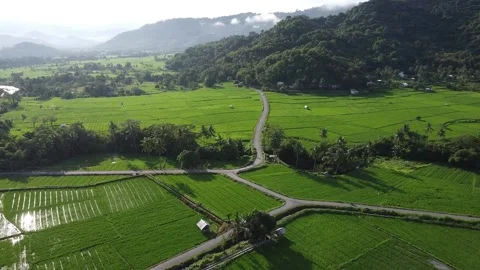 Aerial Drone View of Lush Rice Fields and Winding Rural Road in West Sumbawa Vídeo Stock 330097359