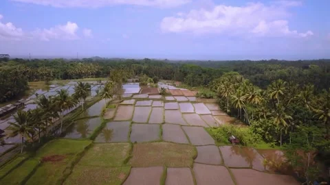 Aerial drone view of lush rice fields and palm trees in Southeast Asia 動画素材 345693839