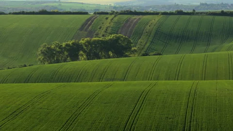 Aerial drone view of lush rolling green wheat hills with a grove of trees at Video stock 336611643