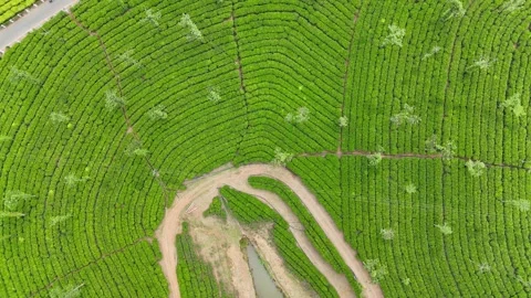 Aerial Drone View of Lush Tea Plantations with Scenic Pond in Munnar, Kerala Stock Footage 328698235