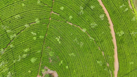 Aerial Drone View of Lush Tea Plantations with Scenic Pond in Munnar, Kerala Stock Footage 328698285