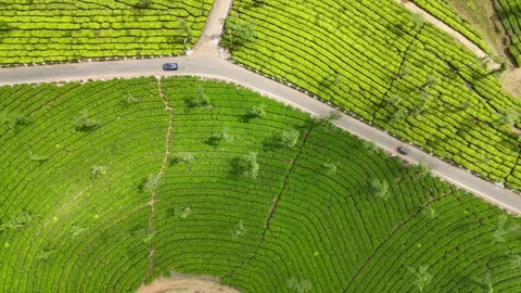 Aerial Drone View of Lush Tea Plantations with Scenic Pond in Munnar, Kerala Stock Footage 328698676