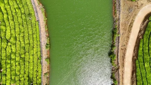 Aerial Drone View of Lush Tea Plantations with Scenic Pond in Munnar, Kerala Stock Footage 328698737