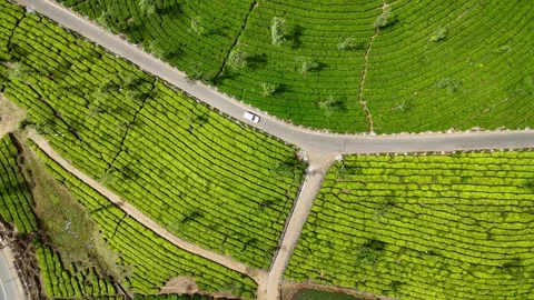 Aerial Drone View of Lush Tea Plantations with Scenic Pond in Munnar, Kerala Stock Footage 328698739