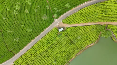 Aerial Drone View of Lush Tea Plantations with Scenic Pond in Munnar, Kerala Stock Footage 328698741