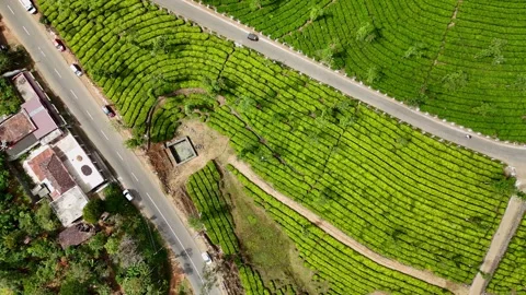 Aerial Drone View of Lush Tea Plantations with Scenic Pond in Munnar, Kerala Stock-Footage 328698918