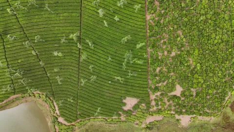 Aerial Drone View of Lush Tea Plantations with Scenic Pond in Munnar, Kerala Stock-Footage 328699130