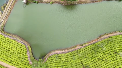 Aerial Drone View of Lush Tea Plantations with Scenic Pond in Munnar, Kerala Stock Footage 328699390