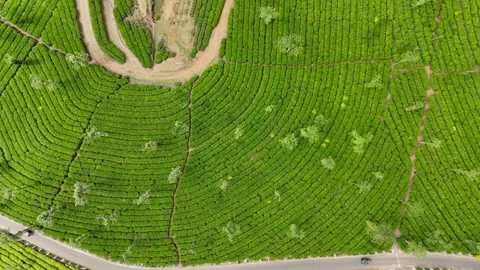 Aerial Drone View of Lush Tea Plantations with Scenic Pond in Munnar, Kerala Stock Footage 328699414