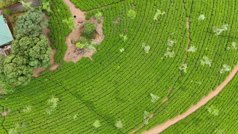 Aerial Drone View of Lush Tea Plantations with Scenic Pond in Munnar, Kerala Stock Footage 328699505