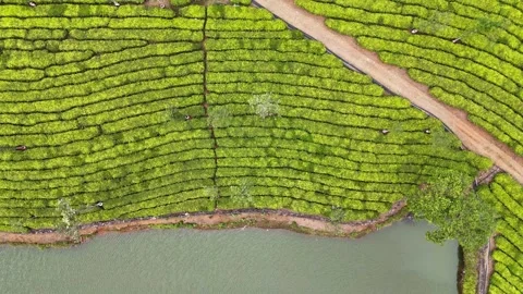 Aerial Drone View of Lush Tea Plantations with Scenic Pond in Munnar, Kerala Video stock 328699593