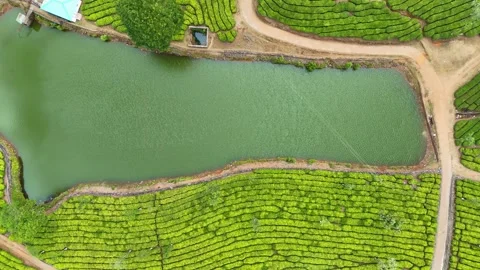 Aerial Drone View of Lush Tea Plantations with Scenic Pond in Munnar, Kerala Stock Footage 328699668