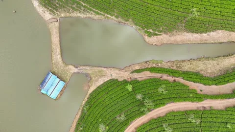 Aerial Drone View of Lush Tea Plantations with Scenic Pond in Munnar, Kerala Stock Footage 328700287