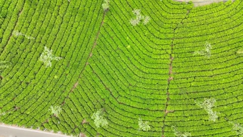 Aerial Drone View of Lush Tea Plantations with Scenic Pond in Munnar, Kerala Stock Footage 328700478