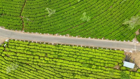 Aerial Drone View of Lush Tea Plantations with Scenic Pond in Munnar, Kerala Stock Footage 328700488