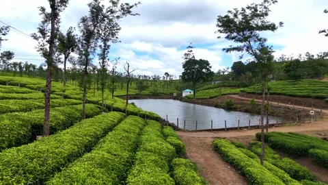 Aerial Drone View of Lush Tea Plantations with Scenic Pond in Munnar, Kerala Stock Footage 328700882