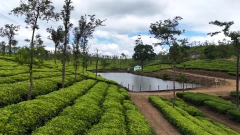 Aerial Drone View of Lush Tea Plantations with Scenic Pond in Munnar, Kerala Stock Footage 328700901
