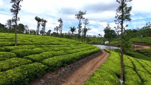 Aerial Drone View of Lush Tea Plantations with Scenic Pond in Munnar, Kerala Video stock 328701128