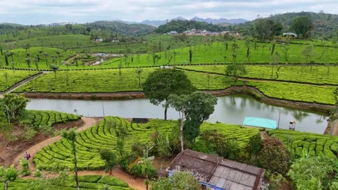 Aerial Drone View of Lush Tea Plantations with Scenic Pond in Munnar, Kerala Video stock 328701355