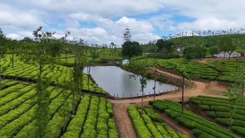 Aerial Drone View of Lush Tea Plantations with Scenic Pond in Munnar, Kerala Stock Footage 328701457