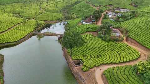 Aerial Drone View of Lush Tea Plantations with Scenic Pond in Munnar, Kerala Stock Footage 328701482