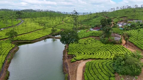 Aerial Drone View of Lush Tea Plantations with Scenic Pond in Munnar, Kerala 库存影片 328701485