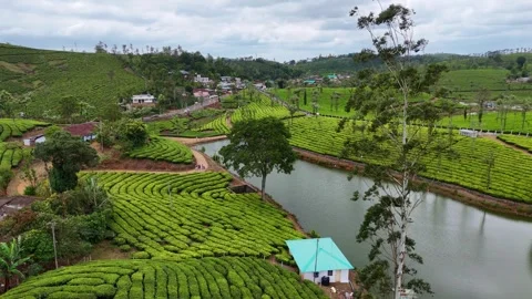 Aerial Drone View of Lush Tea Plantations with Scenic Pond in Munnar, Kerala Stock Footage 328701626