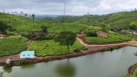 Aerial Drone View of Lush Tea Plantations with Scenic Pond in Munnar, Kerala Stock Footage 328701696