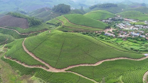 Aerial Drone View of Lush Tea Plantation Hills in Munnar Kerala India 動画素材 332692265
