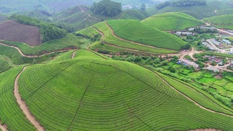 Aerial Drone View of Lush Tea Plantation Hills in Munnar Kerala India Stockbeeldmateriaal 332692659