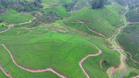 Aerial Drone View of Lush Tea Plantation Hills in Munnar Kerala India 動画素材 332692959