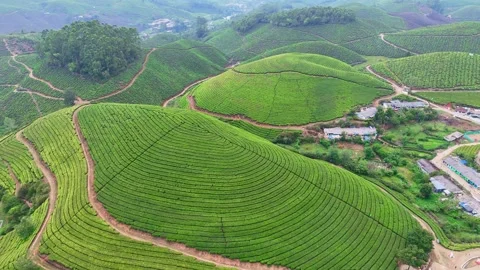 Aerial Drone View of Lush Tea Plantation Hills in Munnar Kerala India Stock Footage 332693009